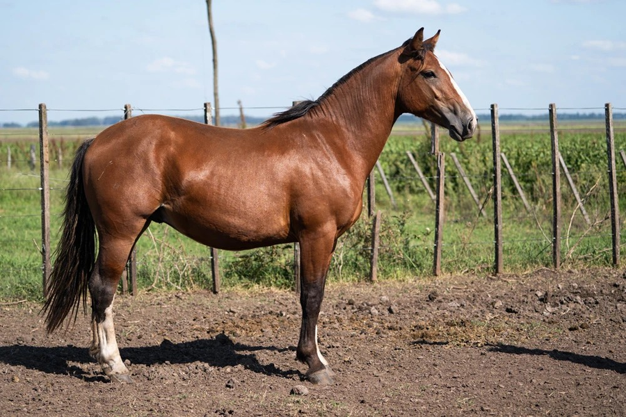 Lote VIRTUD JUEGO (Oculto)