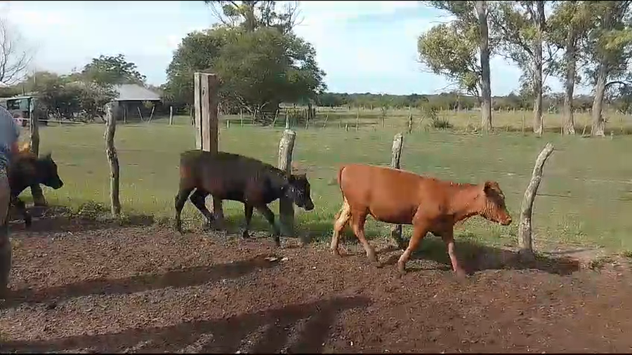 Lote 70 Terneros/as en Sauce, Corrientes