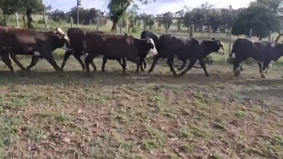 Lote Vaquillonas 1-2 años