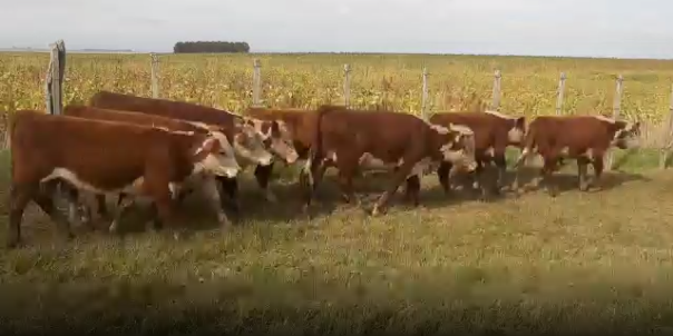 Lote 130 Terneros en San José