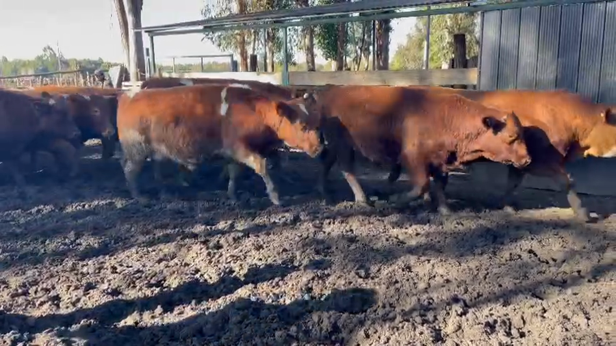 Imagen 2 del Lote Lote 20 Novillo Gordo en Los Ángeles, VIII Región Biobío