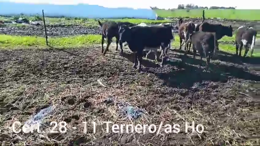 Lote TERNEROS/AS