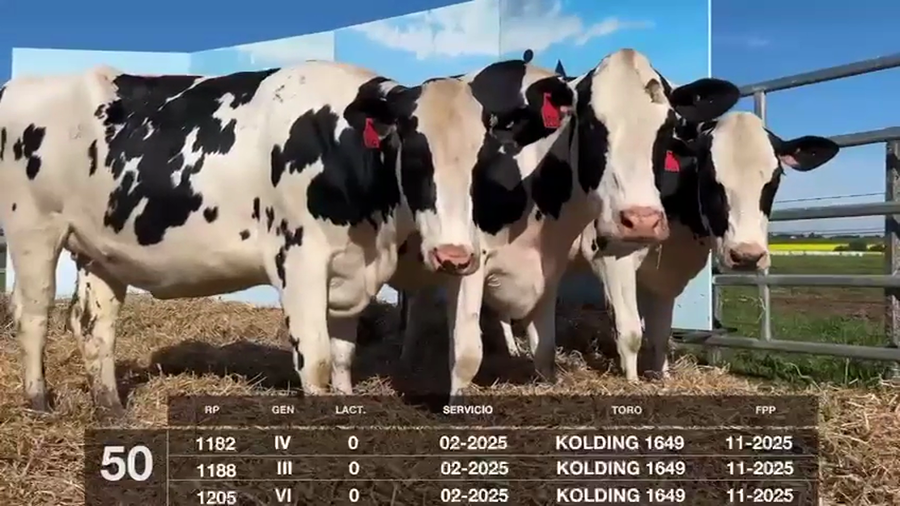 Lote VACAS Y VAQUILLONAS PRÓXIMAS