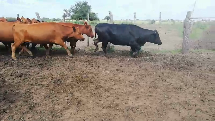 Lote 107 Vacas de invernar en Concepción del Uruguay, Entre Ríos
