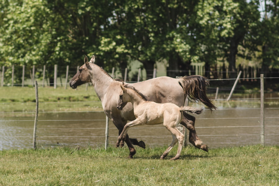 Lote ABURRIDA MOJÓN
