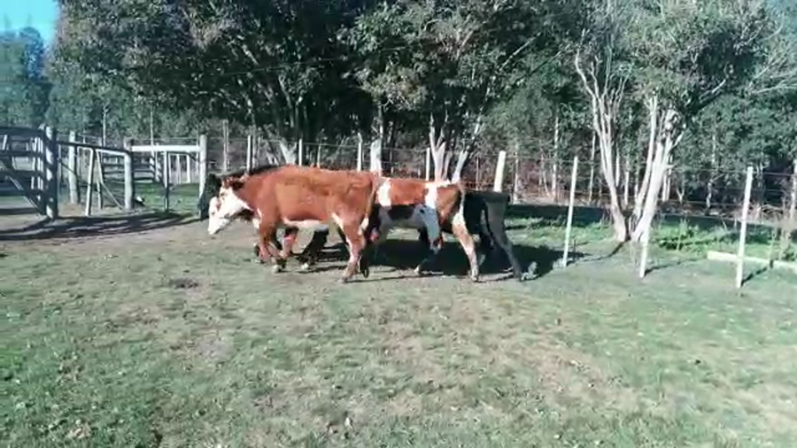 Lote VAQUILLONAS 1 A 2 AÑOS