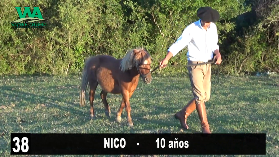 Lote NICO