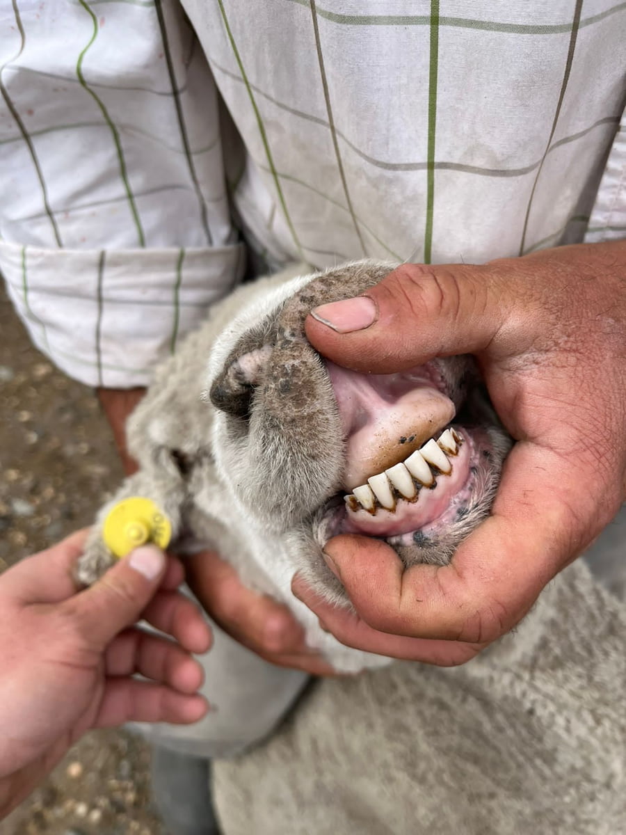 Lote BELLA VISTA SARA BRAUN