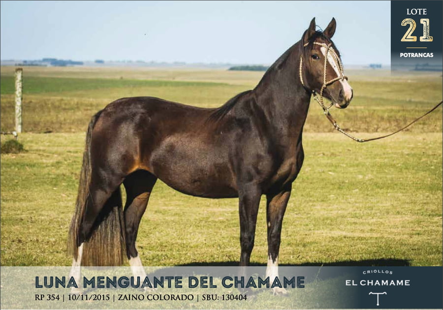 Lote LUNA MENGUANTE DEL CHAMAME