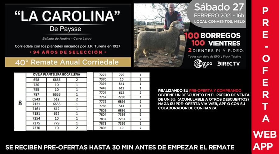 Lote 43 Ovejas en Cerro Largo, Cerro Largo