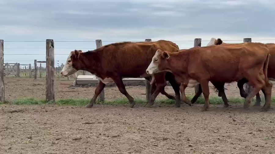 Lote 87 Vacas de invernar