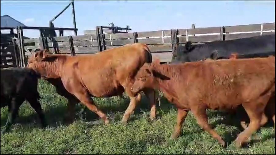 Lote 13 Novillitos y vaquillonas en Catrilo, La Pampa