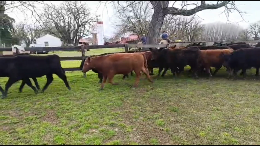Lote 65 Novillitos
