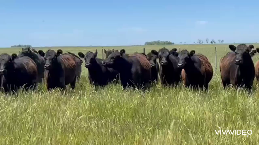 Lote 176 Vaquillonas P/ entorar en Tordillo, Buenos Aires