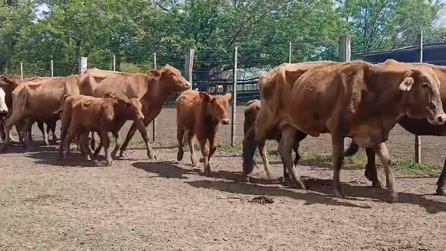 Lote 100 Vacas nuevas C/ cria