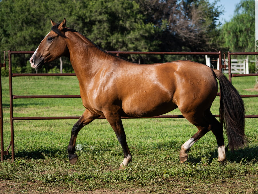 Lote SIRIGOTE PIRQUERA