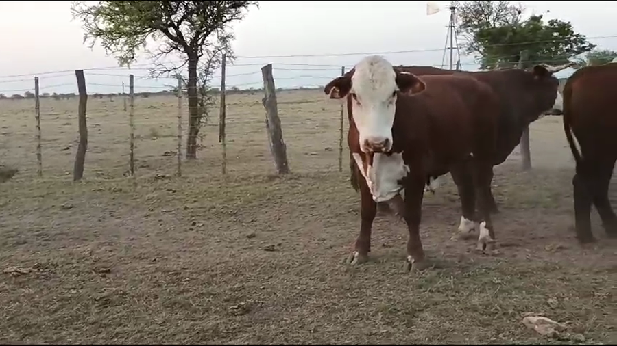 Lote 36 Novillos Braford y sus cruzas en San Cristóbal, Santa Fe
