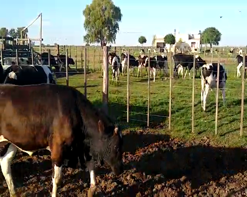 Lote 20 Terneros en Pehuajó, Buenos Aires