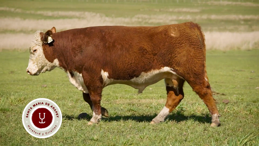 Lote TOROS SANTA MARIA DE ARAPEY