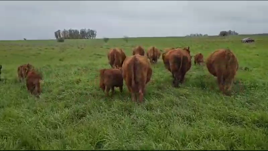 Lote 7 Vacas PC C/ cria  en Concepción del Uruguay, Entre Ríos