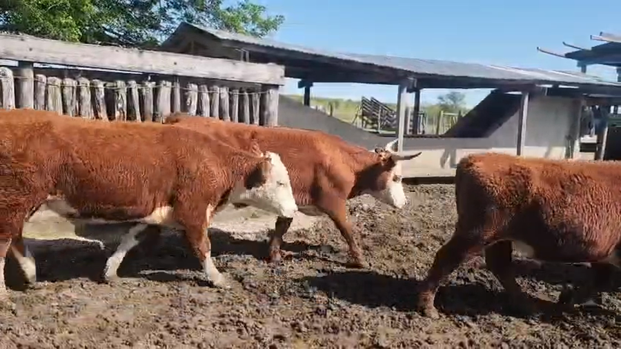 Lote 35 Novillos en Sauce, Corrientes