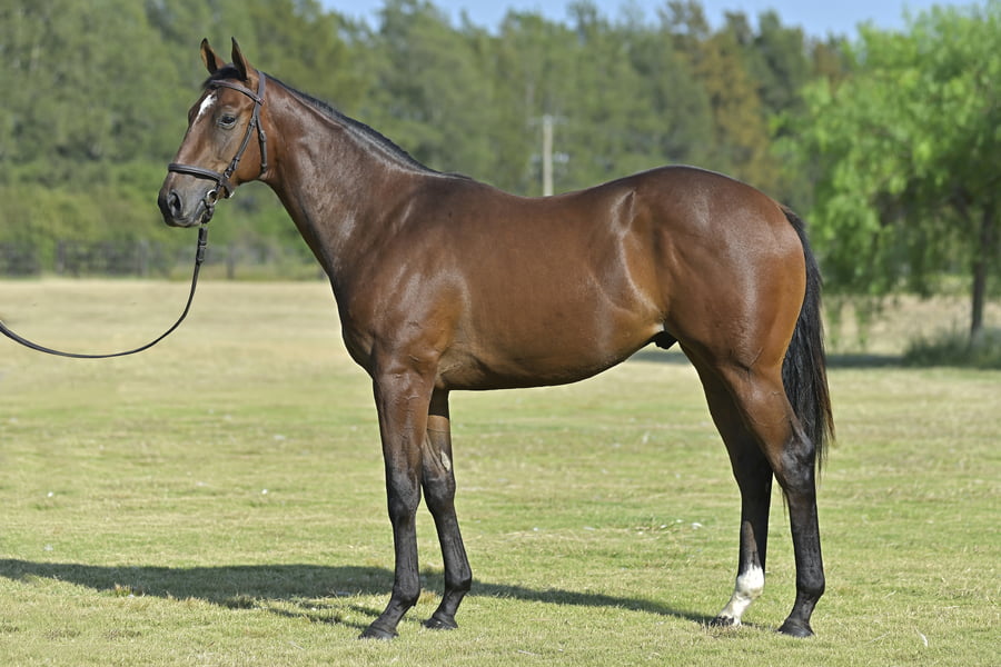 Lote Pyros (M) - Lucullan x Iza
