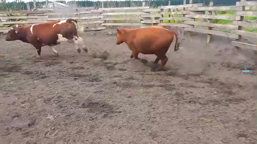 Lote 40 Novillo Gordo en Cabrero, VIII Región Biobío