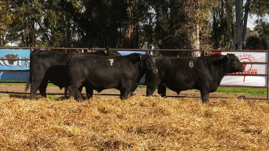 Lote TOROS ANGUS NEGROS PC