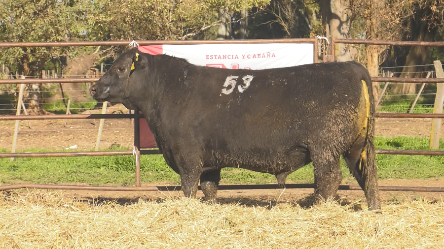 Lote TOROS ANGUS NEGROS  PC