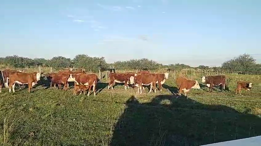 Lote 42 Vaquillonas C/ gtia de preñez en Corrientes, Curuzú-Cuatiá