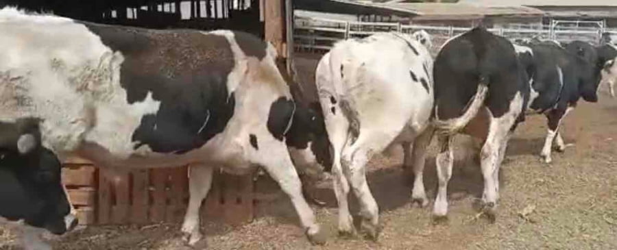 Lote 45 Novillo Gordo en Melipilla, Región Metropolitana