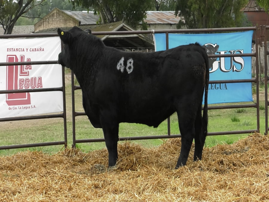 Lote TOROS ANGUS NEGROS PC