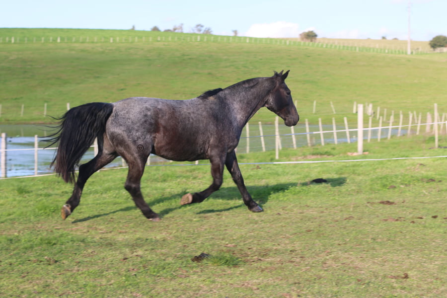 Lote TAPADA DEL CONVENTOS