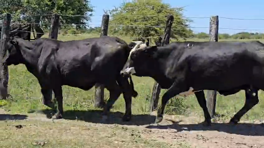 Lote 30 Vacas de invernar