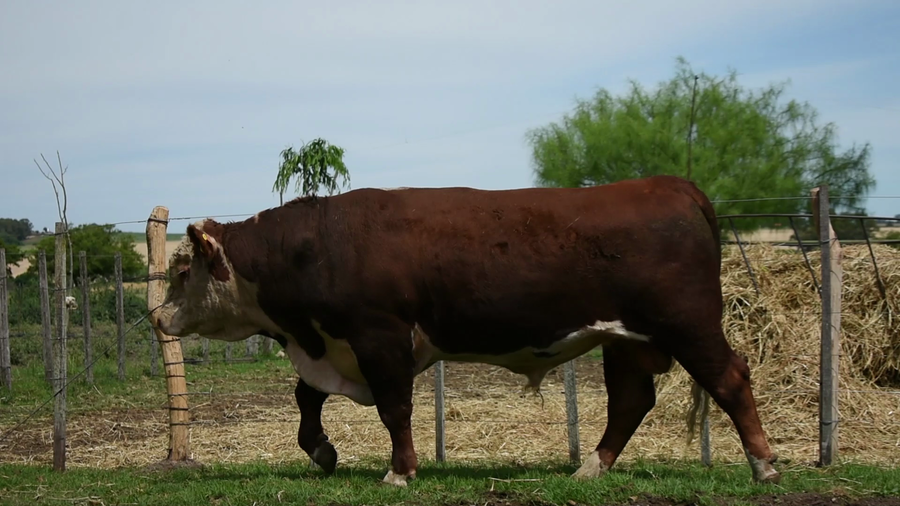 Lote "Los Piquillines" ,RP 254