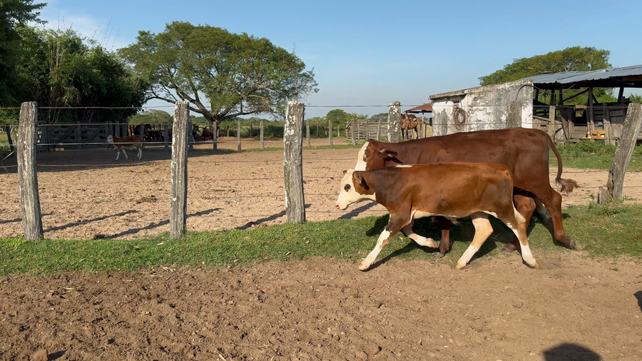 Lote 130 Terneros