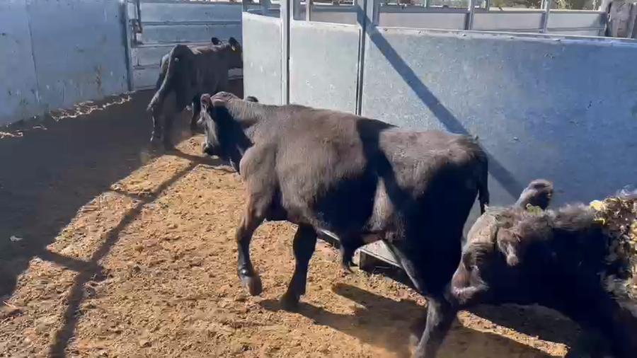 Lote 65 Ternero en Los Ángeles, VIII Región Biobío