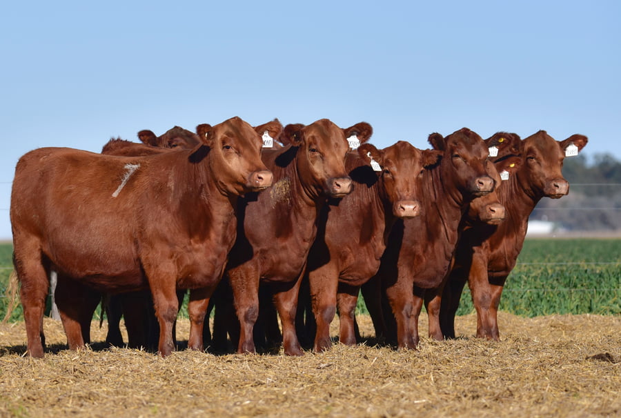 Lote VAQUILLONA ANGUS PC PRIMAVERA