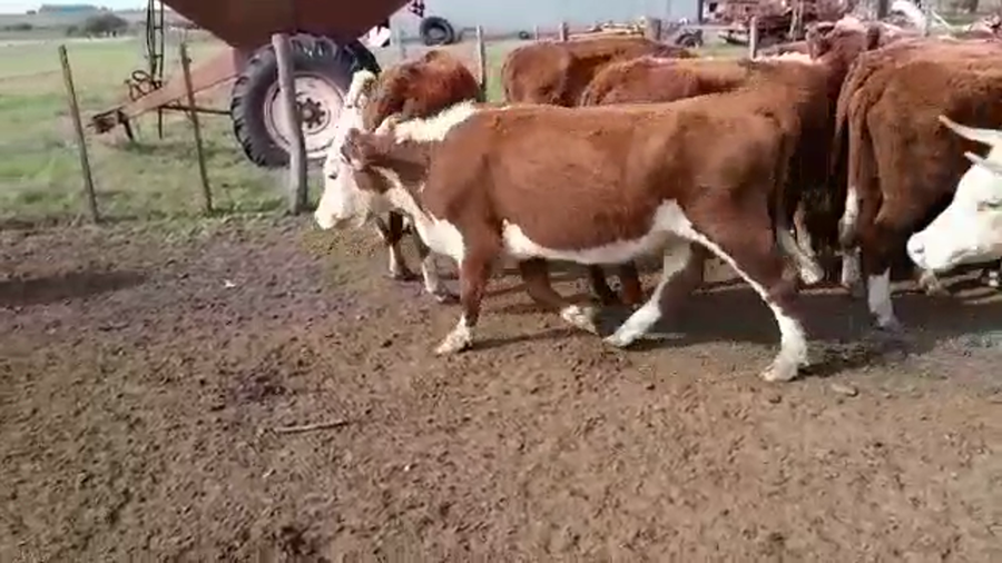 Lote 45 Vacas de invernar en Entre Ríos, Gualeguaychú