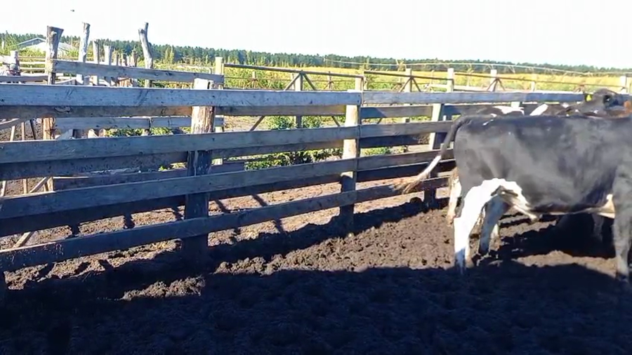 Lote 44 Novillo Gordo en Cabrero, VIII Región Biobío