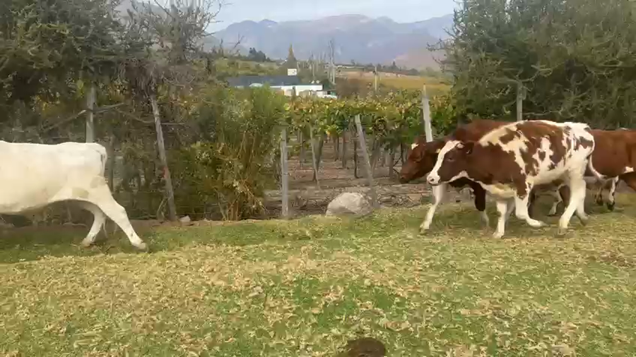 Lote 16 Novillo Engorda en Los Vilos, IV Región Coquimbo