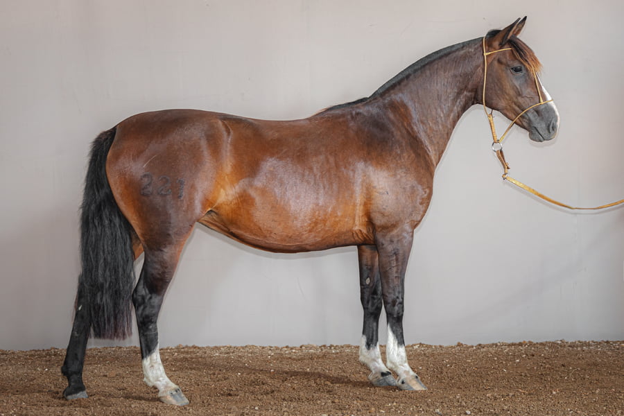 Lote Rincon Quincha - Cabaña La Higuera