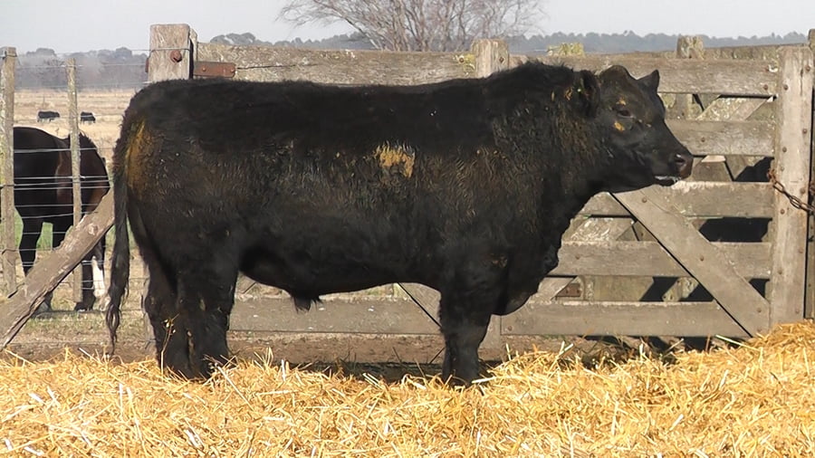 Lote TOROS PUROS POR CRUZA