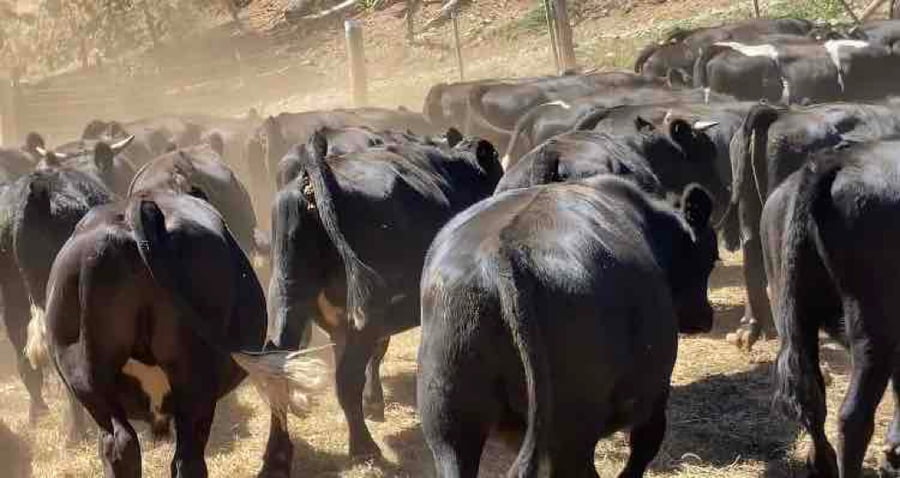 Lote 39 Novillo Engorda en Los Lagos, XIV Región Los Ríos