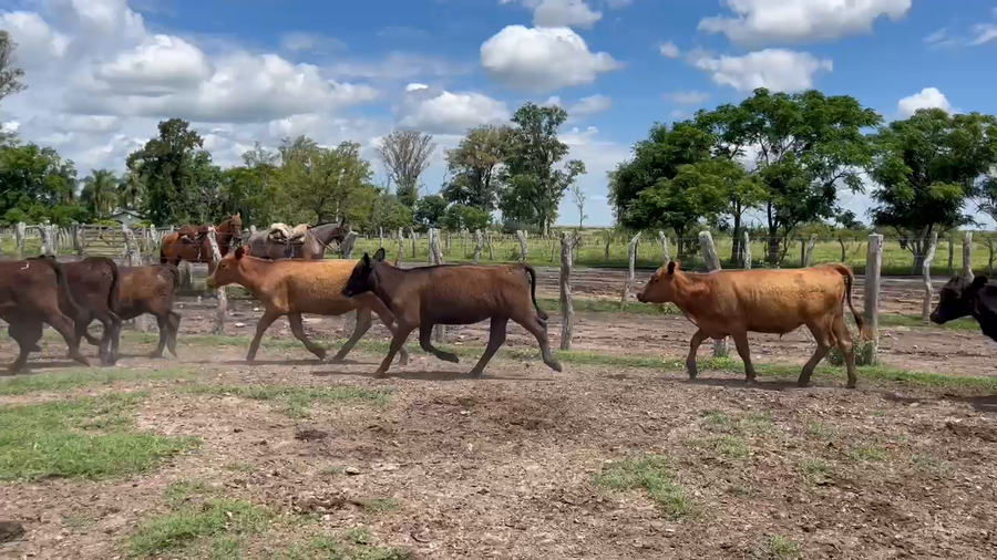 Lote 70 Terneras