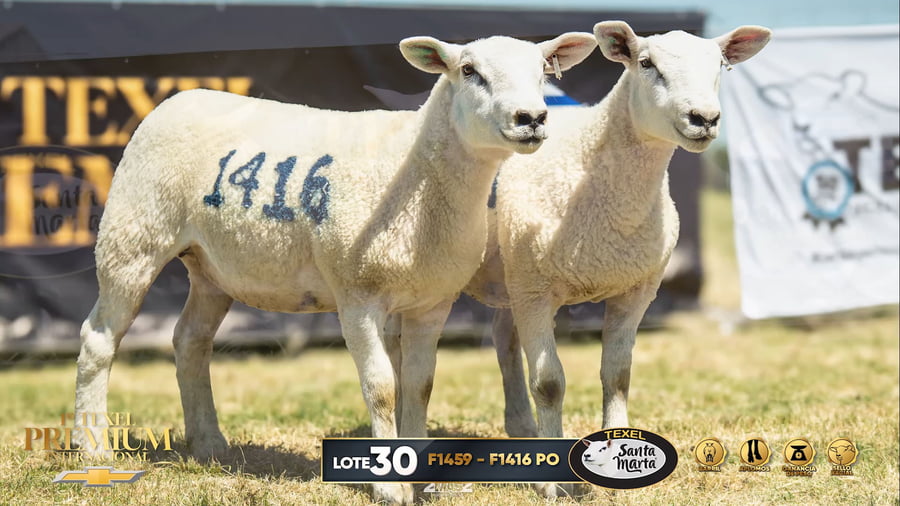 Lote 2 Borregas a remate en 1º Texel Premium Internacional, Canelones