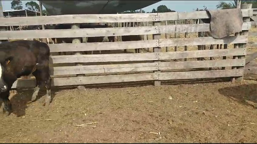 Lote 9 Terneros Holando y Cruza a remate en Pantalla Camy en Ruta 81 - La cadena