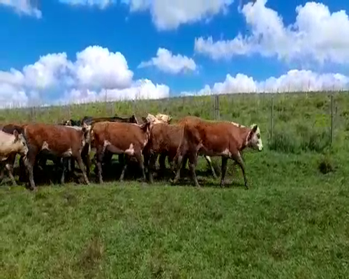 Lote (Vendido)69 Vaquillonas 1 a 2 años 255kg -  en TACUAREMBO