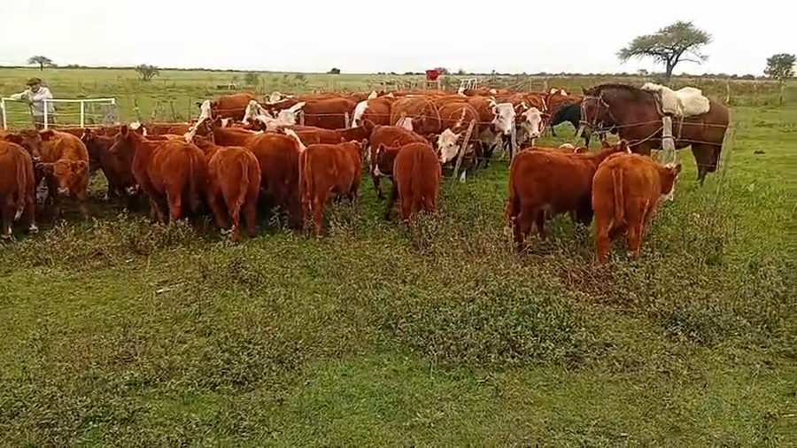 Lote 40 Terneros