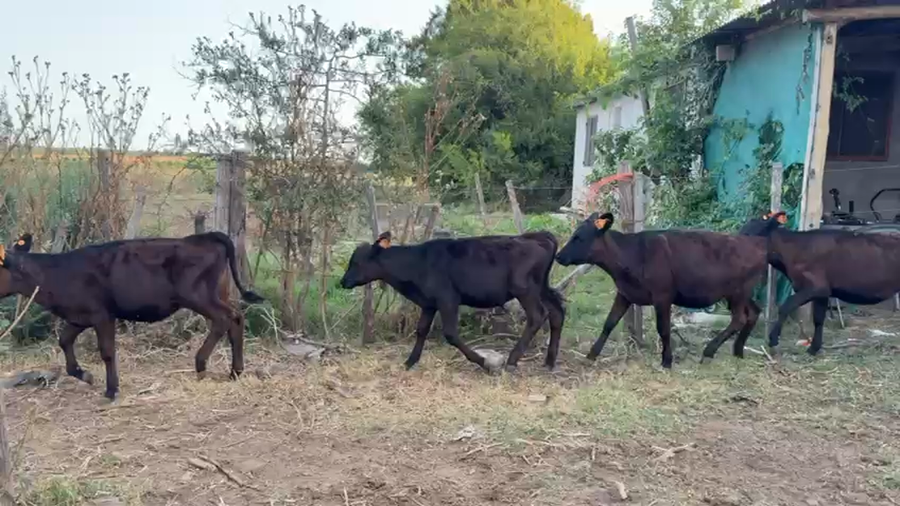 Lote TERNEROS Y TERNERAS